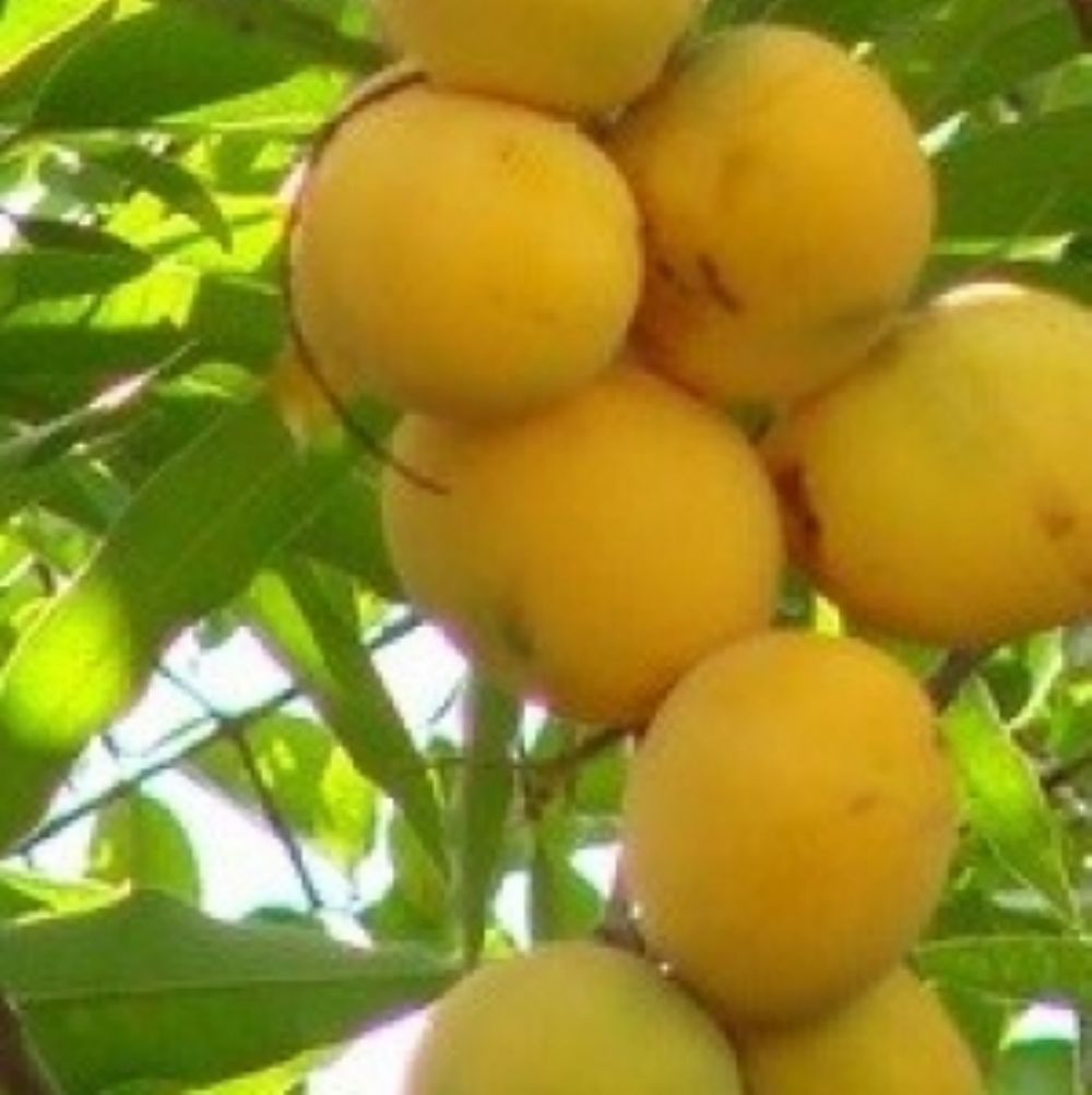 Manga Coração de Boi.jpg